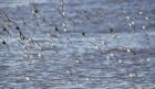 waders_111014f.jpg