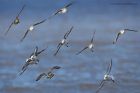 waders_111014j.jpg