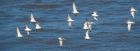 waders_260915a.jpg