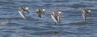 waders_260915b.jpg