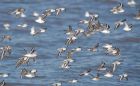 waders_260915e.jpg