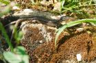 wallLizard_160618a.jpg