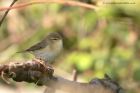 warbler_140412a.jpg