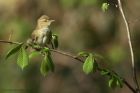 warbler_180414d.jpg