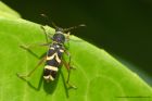 waspBeetle_130612d.jpg