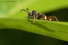 waspBeetle_130612g.jpg