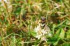 wasp_020715a.jpg