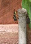 wasp_020810c.jpg