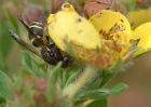 wasp_020810e.jpg