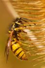 wasp_050915a.jpg