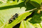 wasp_070615a.jpg