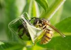 Filename=wasp_090909a.jpg
Filesize=175KB
Dimensions=800x571
Date added=Sep 14, 2009 wasp_090909a.jpg