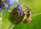 Filename=wasp_090909b.jpg
Filesize=174KB
Dimensions=800x571
Date added=Sep 14, 2009 wasp_090909b.jpg