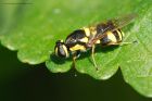 wasp_140715c.jpg