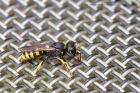 wasp_160812a.jpg