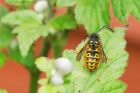Filename=wasp_200715a.jpg
Filesize=282KB
Dimensions=1200x800
Date added=Nov 01, 2015 wasp_200715a.jpg