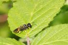 wasp_200716a.jpg