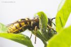 wasp_220415a.jpg