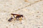 wasp_230619a.jpg