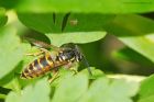 wasp_300716b.jpg