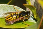 wasp_gdn_190419aa.jpg