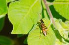 Filename=wasp_gdn_200420a.jpg
Filesize=616KB
Dimensions=1200x800
Date added=Apr 02, 2021 wasp_gdn_200420a.jpg
