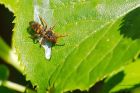 wasp_gdn_240420a.jpg