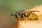 wasp_gdn_270918a.jpg