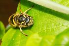 wasp_gdn_290319a.jpg