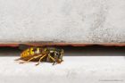 wasp_gdn_300418a.jpg