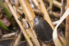 waterBeetle_040415b.jpg