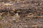 Filename=waterPipit_LM_310323b.jpg
Filesize=899KB
Dimensions=1300x866
Date added=Aug 23, 2024 waterPipit_LM_310323b.jpg