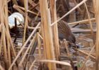 waterRail_090109g.jpg