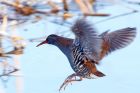 waterRail_09012010b.jpg