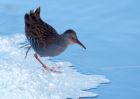 waterRail_09012010d.jpg