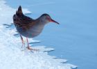 waterRail_09012010e.jpg