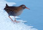 waterRail_09012010f.jpg