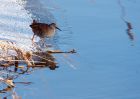 waterRail_09012010k.jpg