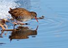 waterRail_09012010s.jpg