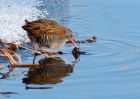 waterRail_09012010t.jpg