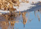 waterRail_09012010u.jpg