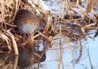 Filename=waterRail_09012010y.jpg
Filesize=247KB
Dimensions=1000x714
Date added=Jan 10, 2010 waterRail_09012010y.jpg