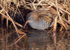 waterRail_09012010zb.jpg