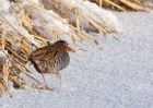 waterRail_09012010zc.jpg