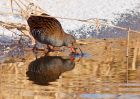 waterRail_09012010ze.jpg