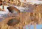 waterRail_09012010zg.jpg