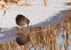 waterRail_09012010zi.jpg