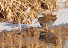 waterRail_09012010zl.jpg