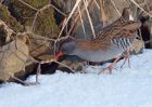 waterRail_09012010zs.jpg