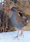 waterRail_09012010zt.jpg